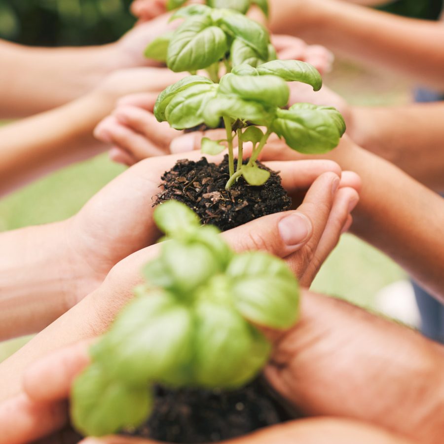 A row of hands holding plants outside in nature. Organised hands holding soil and growing plants. A.
